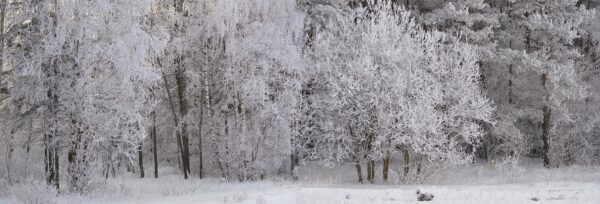 Winterwood by Sergey Melnikoff, a.k.a. MFF